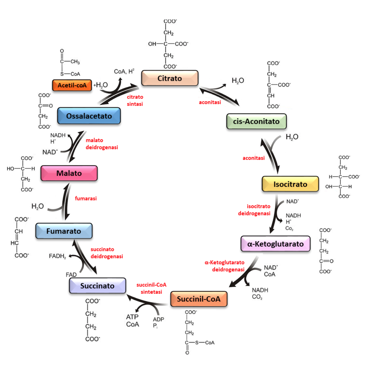 Ciclo Di Krebs WikiSID